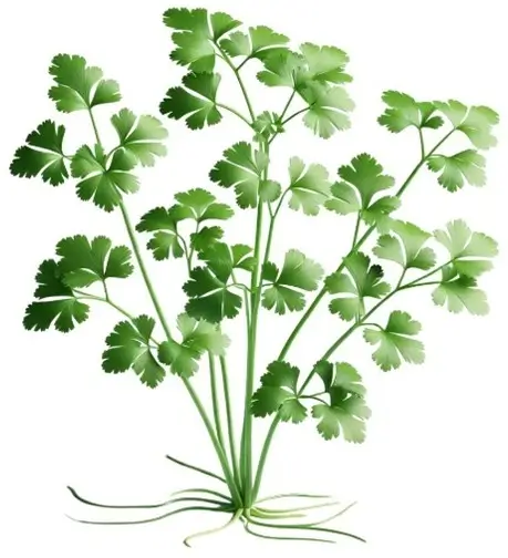 Coriander (Coriander Oil)