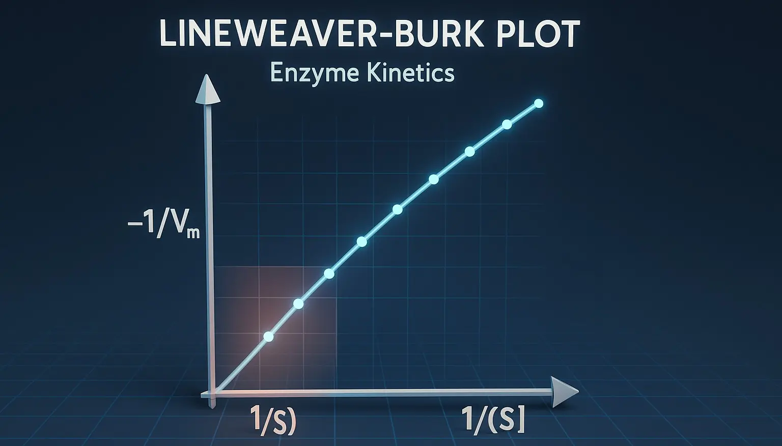 Enzyme Kinetics (Lineweaver-Burk Plot)
