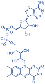 Flavin Adenine Dinucleotide (FAD) Flavin Adenine Dinucleotide (FAD)