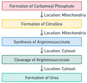 Formation of Urea