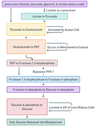 Gluconeogenesis Pathway
