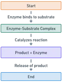  Enzymes Work