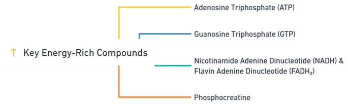 Key Energy-Rich Compounds Key Energy-Rich Compounds
