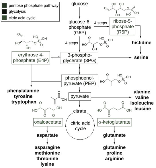 Amino Acid Pathways Amino Acid Pathways