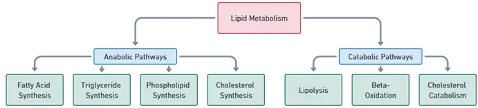 Lipid metabolism
