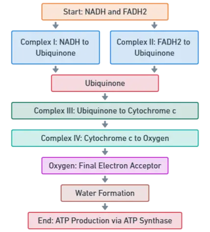 Mechanism of Oxidative Phosphorylation