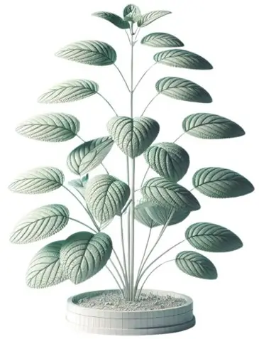 Mentha (Peppermint Oil)