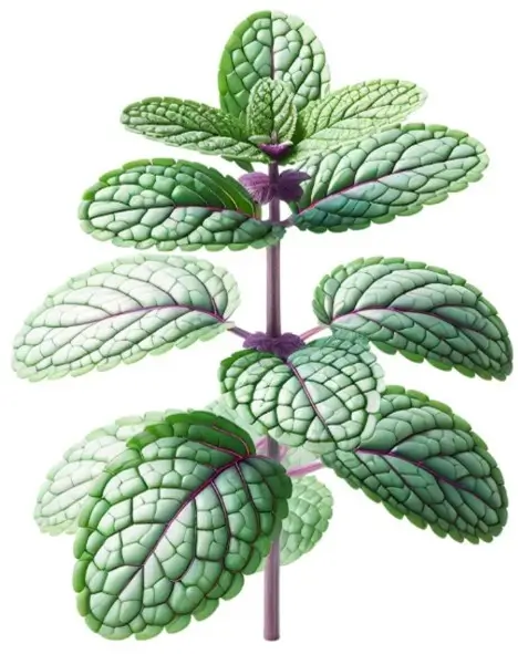 Menthol