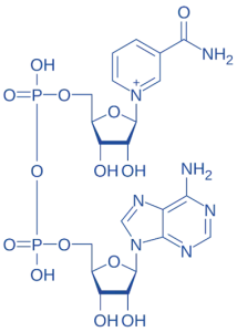 Nicotinamide Adenine Dinucleotide (NAD⁺) Nicotinamide Adenine Dinucleotide (NAD⁺)