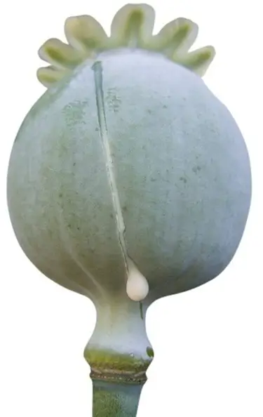 Opium