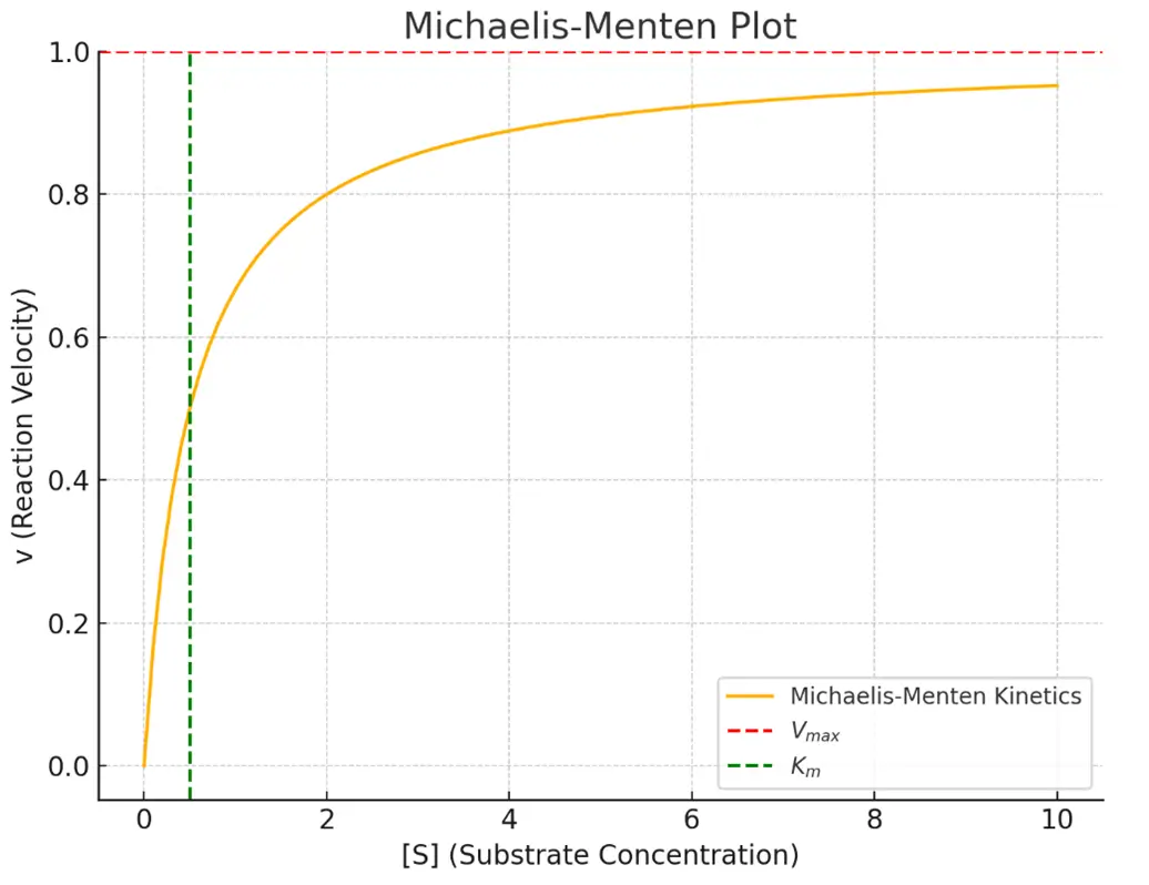 Enzyme Kinetics: Michaelis-Menten Plot Plot of Enzyme Kinetics