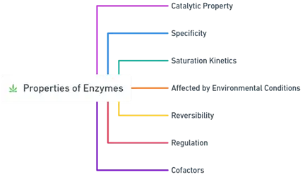 Properties of Enzymes