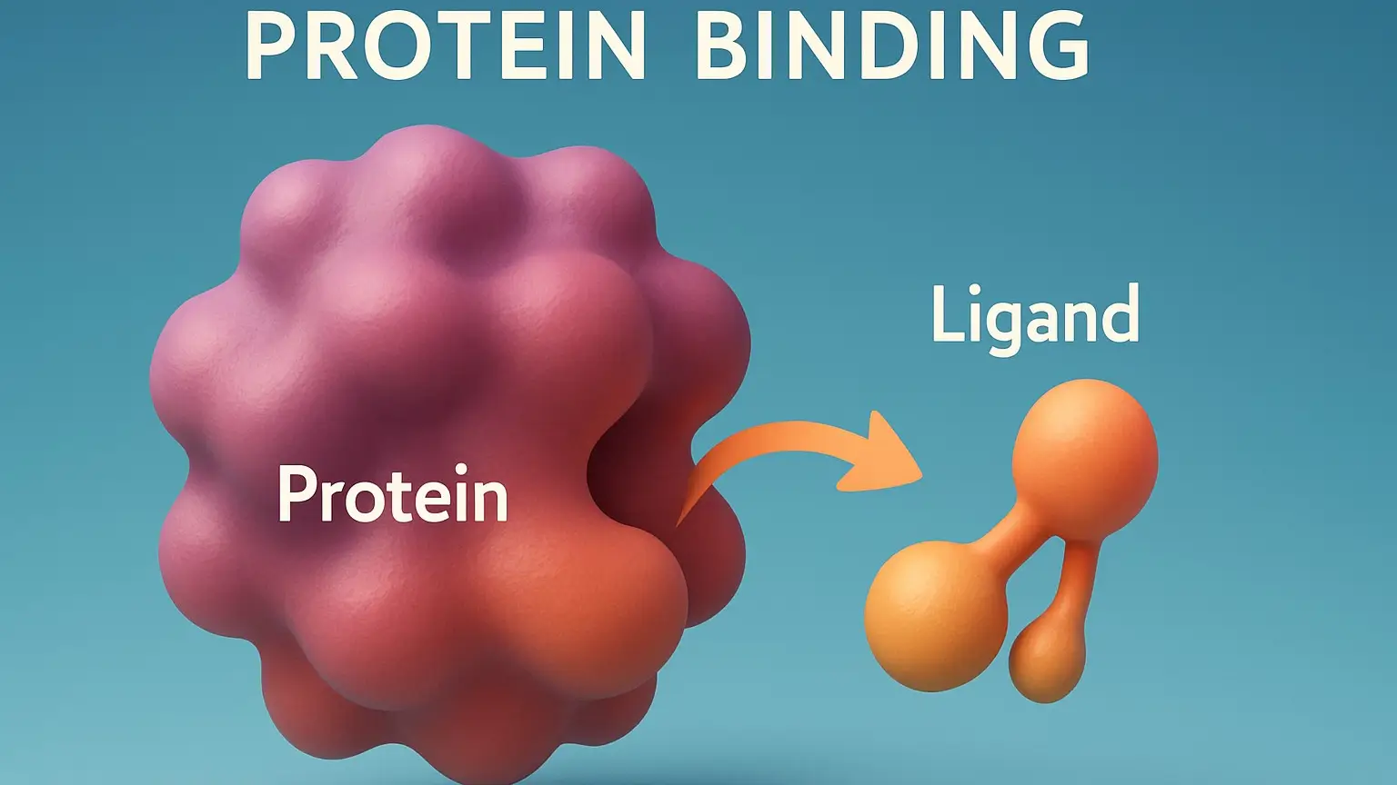 Protein Binding