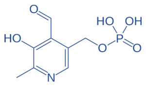 Pyridoxal Phosphate (PLP) Pyridoxal Phosphate (PLP) of Coenzymes