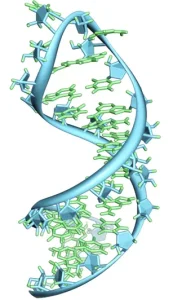 RNA Structure