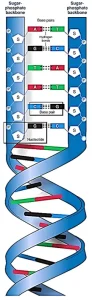 Structure of DNA DNA (Deoxyribonucleic Acid) Structure