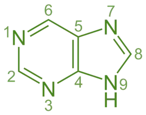 Structure of purine Biosynthesis of Purine Nucleotide
