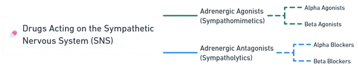 Sympathetic Nervous System (SNS)