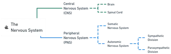 The Nervous System
