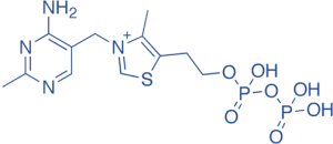 Thiamine Pyrophosphate (TPP) Thiamine Pyrophosphate (TPP)