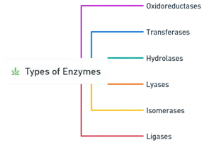 Types of Enzymes