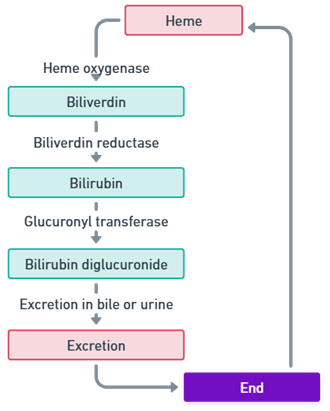 key steps of Catabolism 