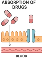 Absorption of Drugs