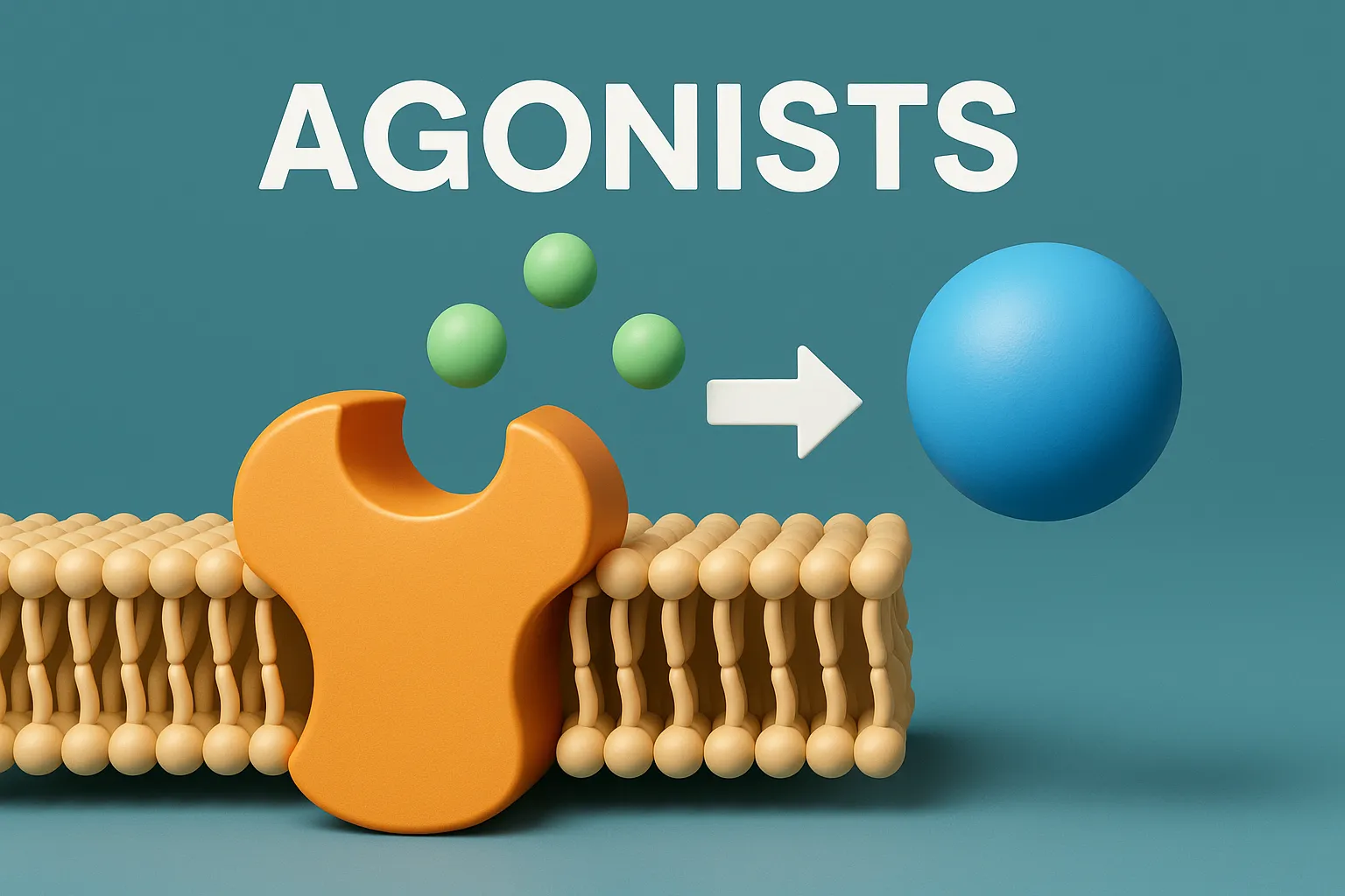 Agonists