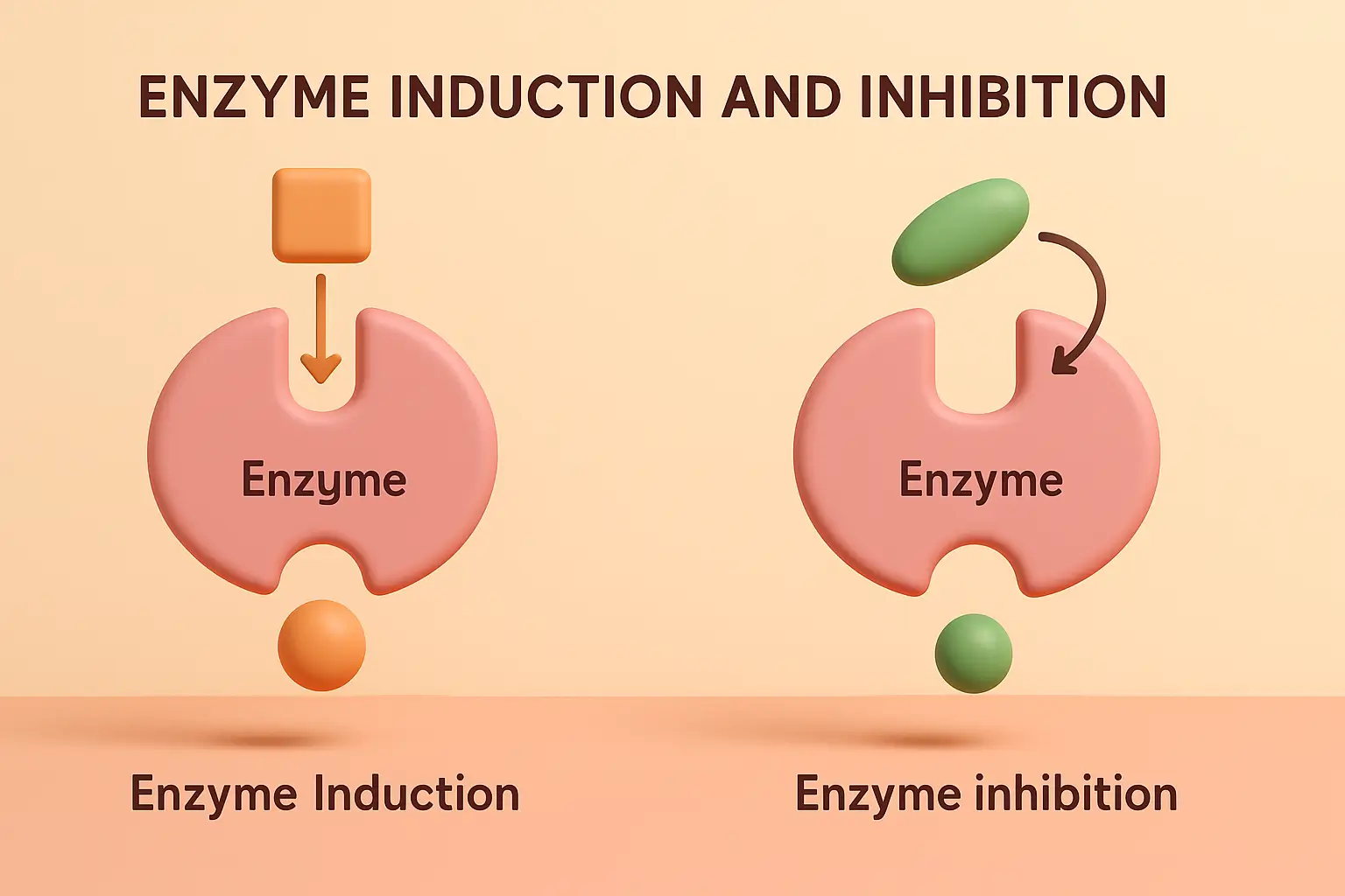Enzyme Induction and Inhibition