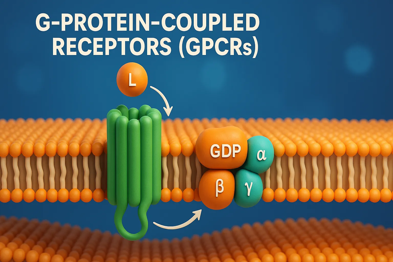 G-Protein–Coupled Receptors (GPCRs)
