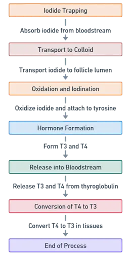 Here is a flowchart diagram illustrating the Synthesis of Thyroid Hormones: