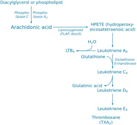 Leukotrienes