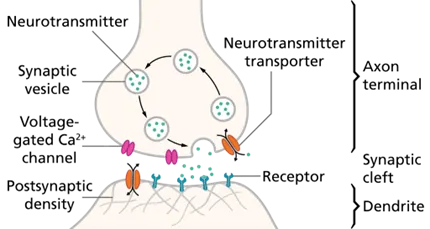 Neurohumoral Transmission Neurohumoral Transmission