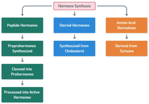Hormone Synthesis