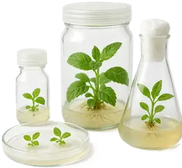 Plant Tissue Culture