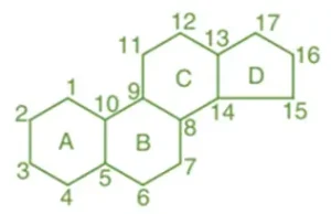 Steroid Structure Basics