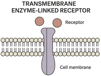 Transmembrane Enzyme-Linked Receptors