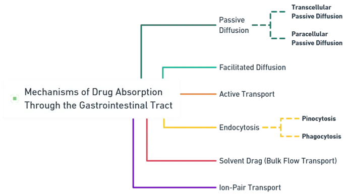 Mechanisms of Drug Absorption Through the Gastrointestinal Tract (GIT)