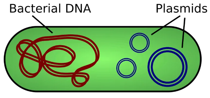 Plasmids