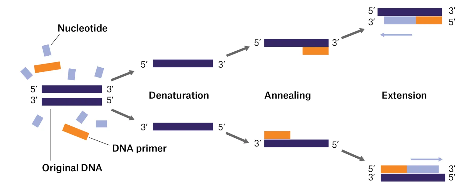Polymerase Chain Reaction (PCR)