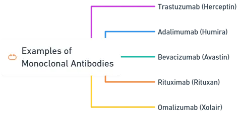 Examples of Monoclonal Antibodies Examples of Monoclonal Antibodies