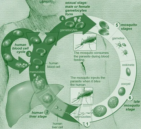 Transmission & Life Cycle
