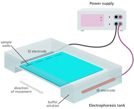 Gel Electrophoresis