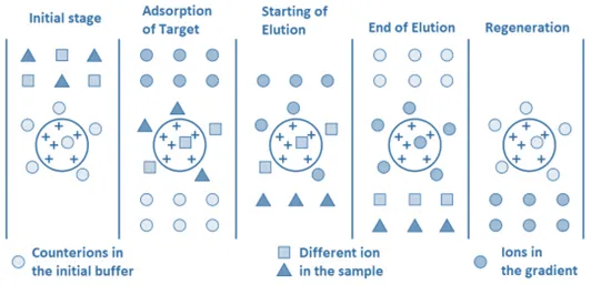 Introduction to Ion Exchange Chromatography Introduction to Ion Exchange Chromatography