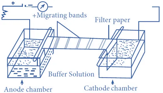 Paper Electrophoresis